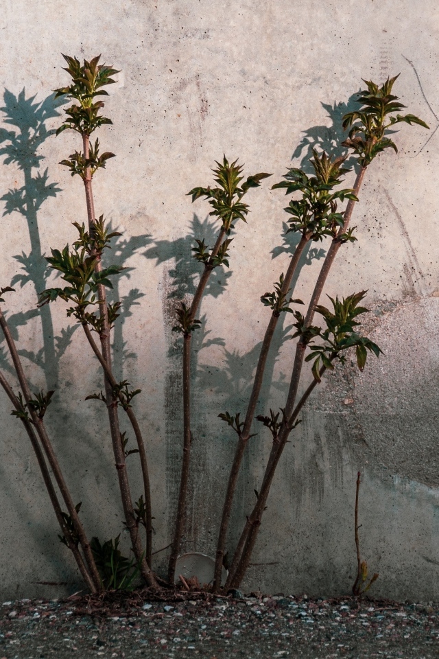 Молодое дерево пробивается у бетонной стены