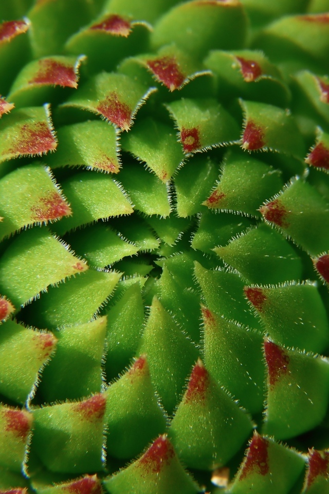 Красивый зеленый артишок крупным планом