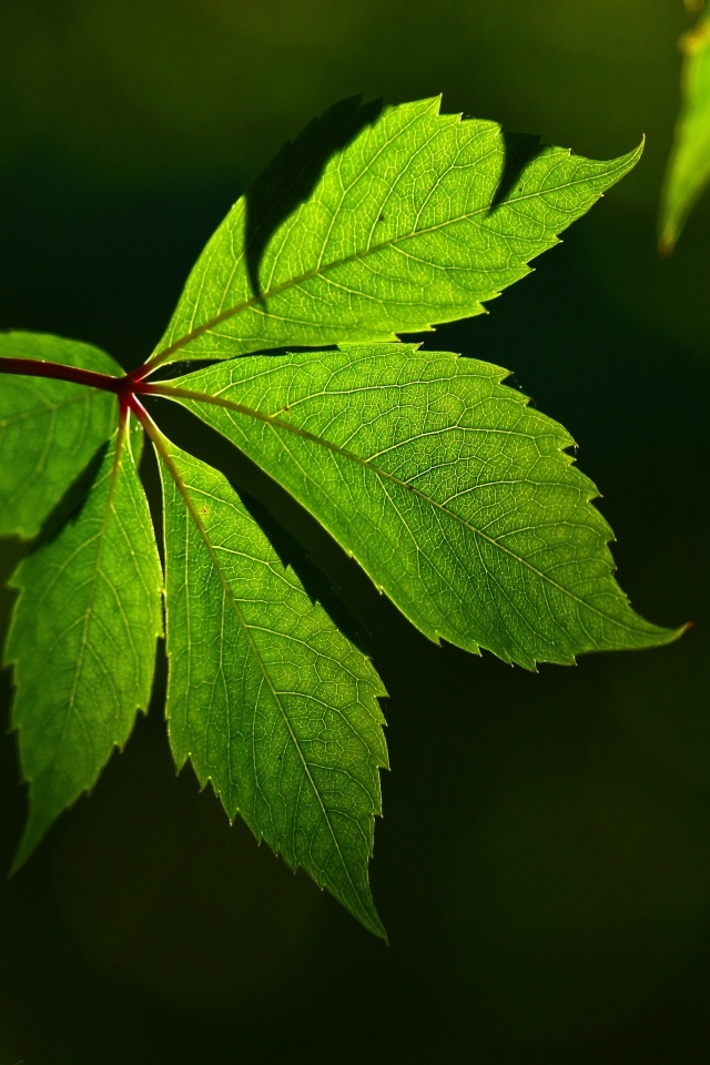 Красивый зеленый лист декоративного винограда