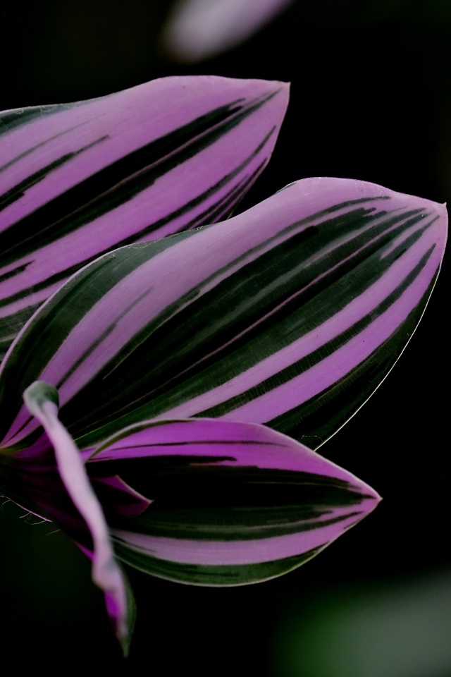 Красивые листья комнатного растения