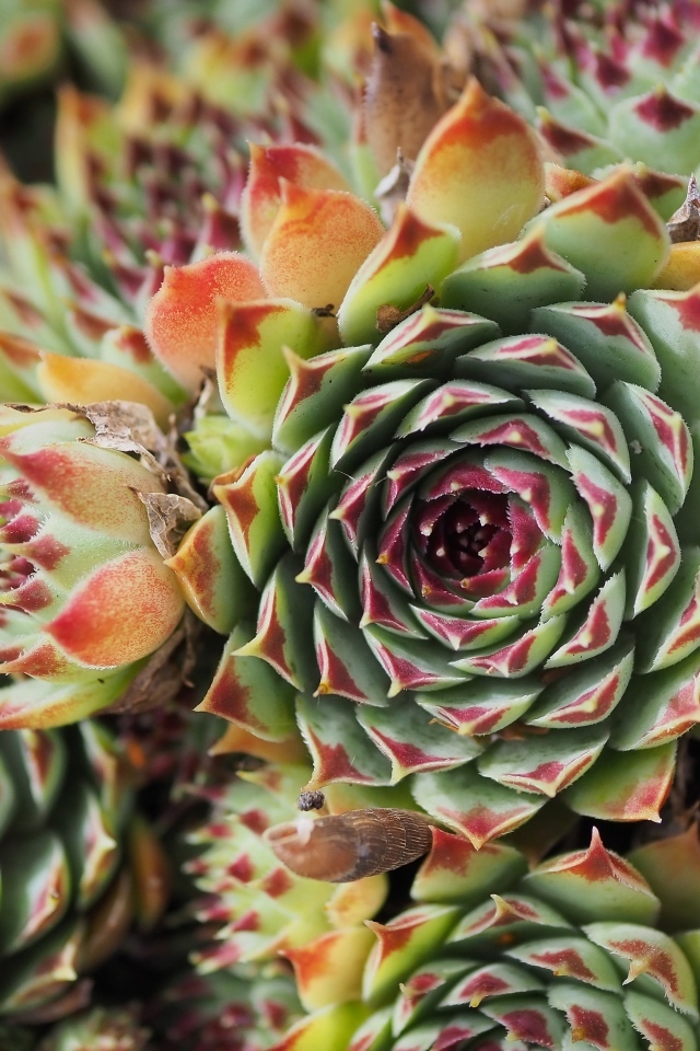 Красивое растение молодило