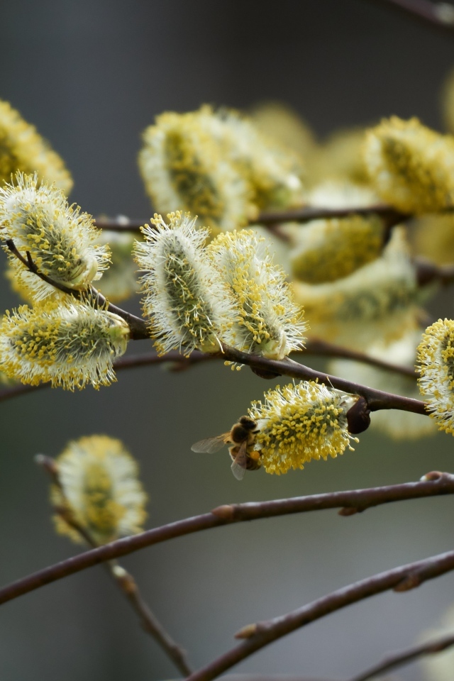 Красивые молодые ветки вербы весной