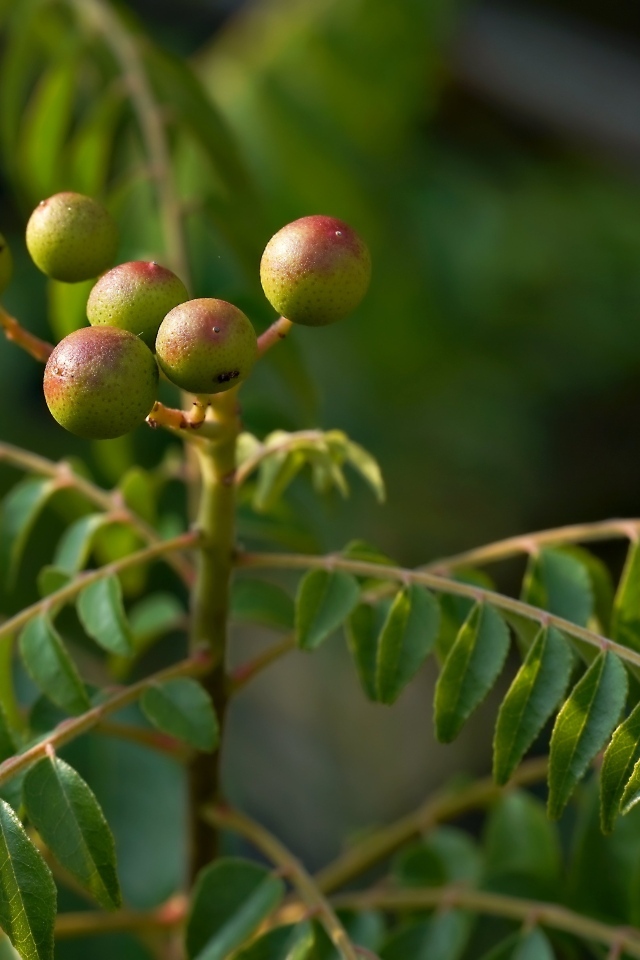 Ягода на ветке дерева с зелеными листьями