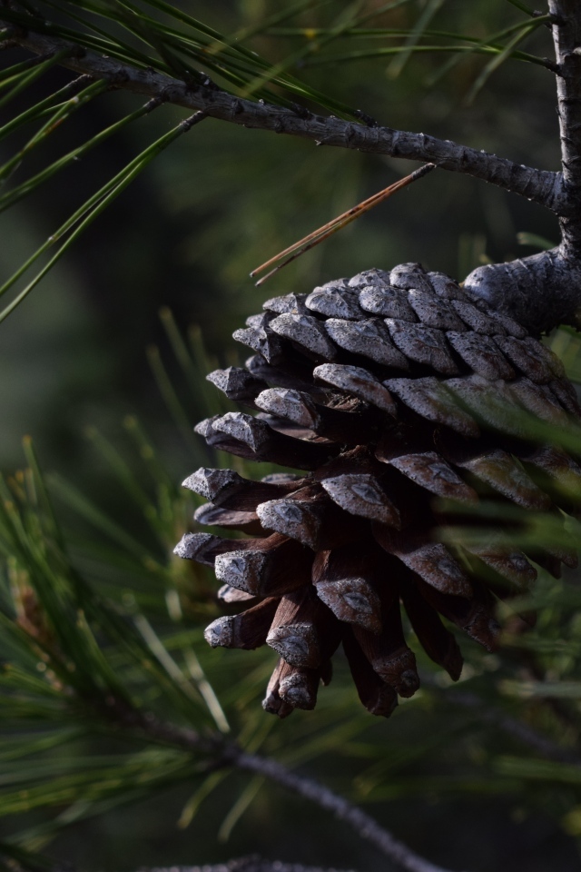 Большая черная шишка на ветке сосны