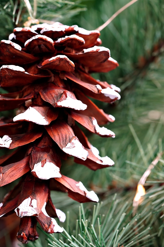 Большая коричневая шишка на еловой ветке