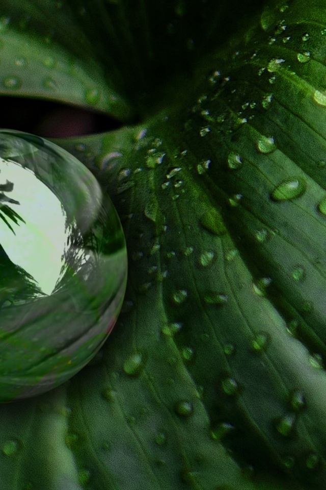 Большая капля на зеленом листке