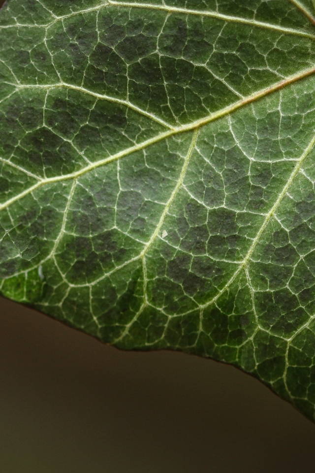 Большой зеленый лист плюща крупным планом