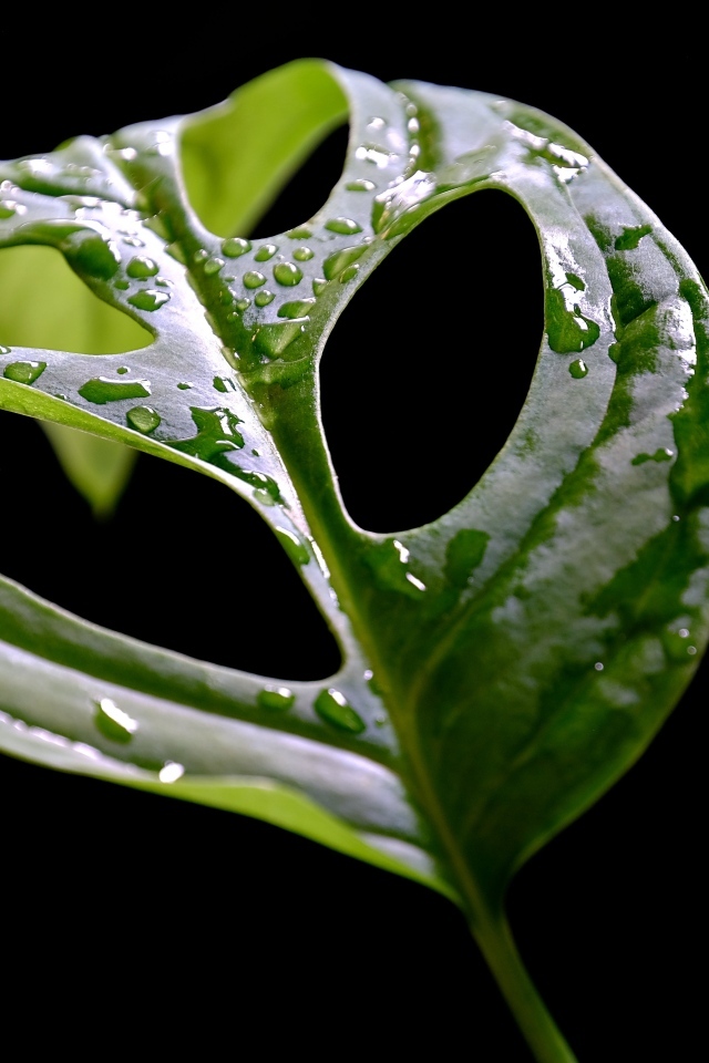 Большой мокрый зеленый лист на черном фоне