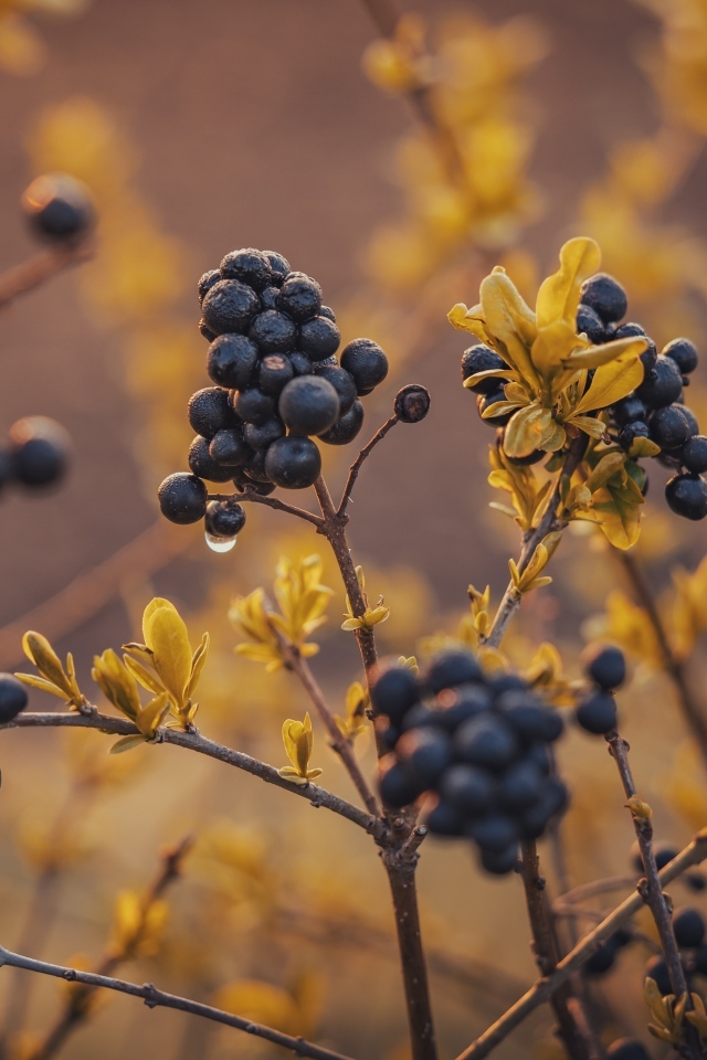 Черные ягоды на кусте