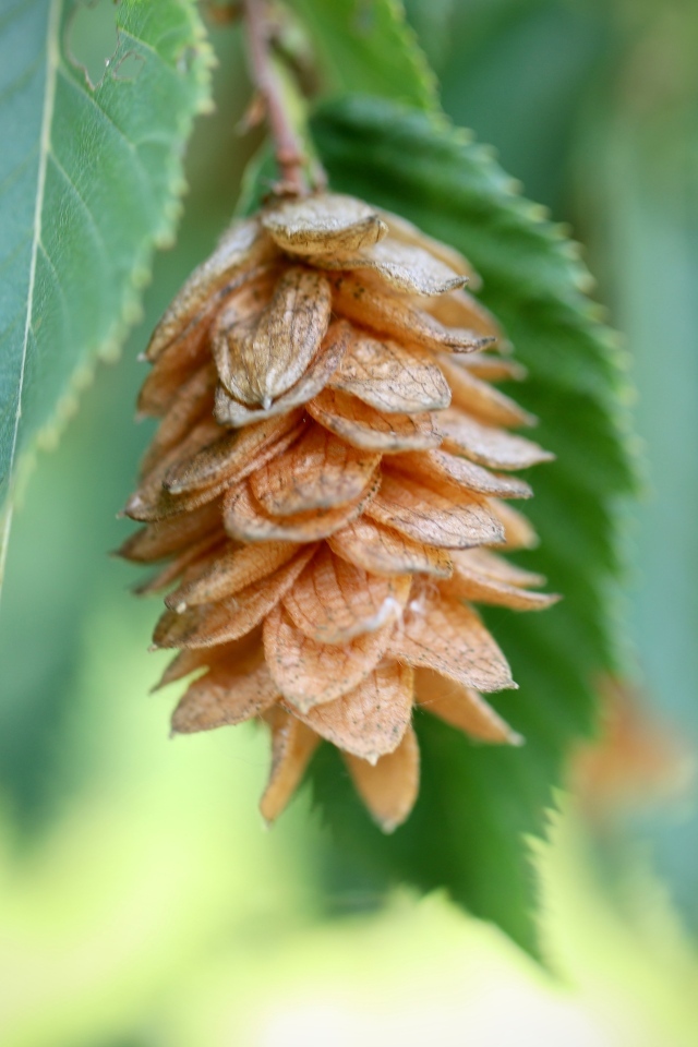 Шишка на ветке крупным планом