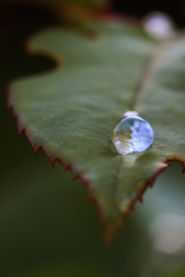 Капля росы на зеленом листе розы