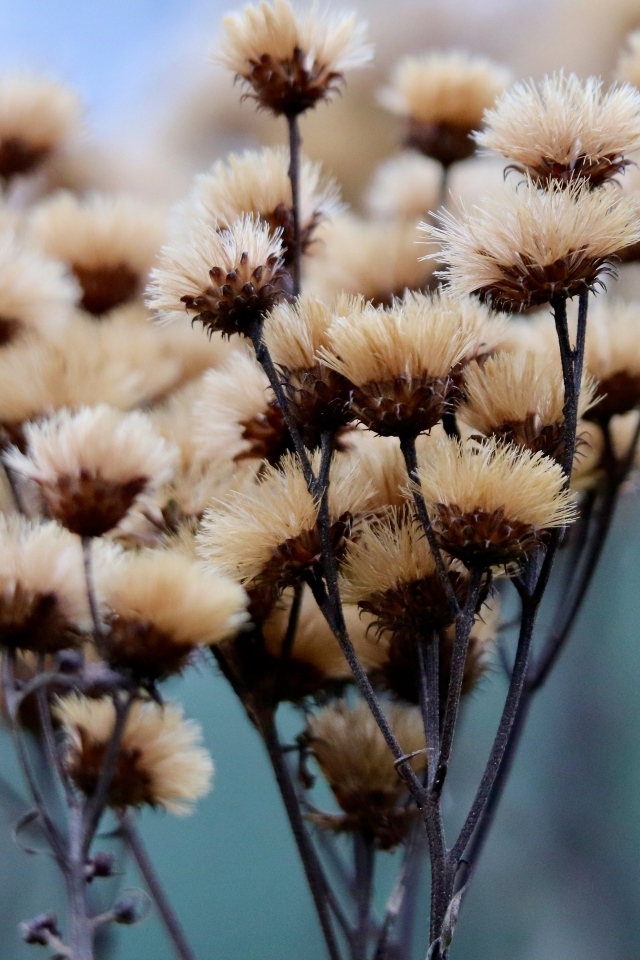 Сухоцвет крупным планом на поле