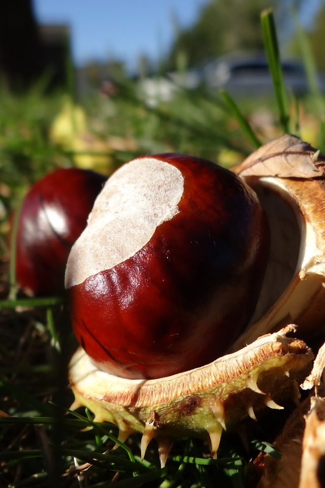 Опавшие каштаны лежат на траве