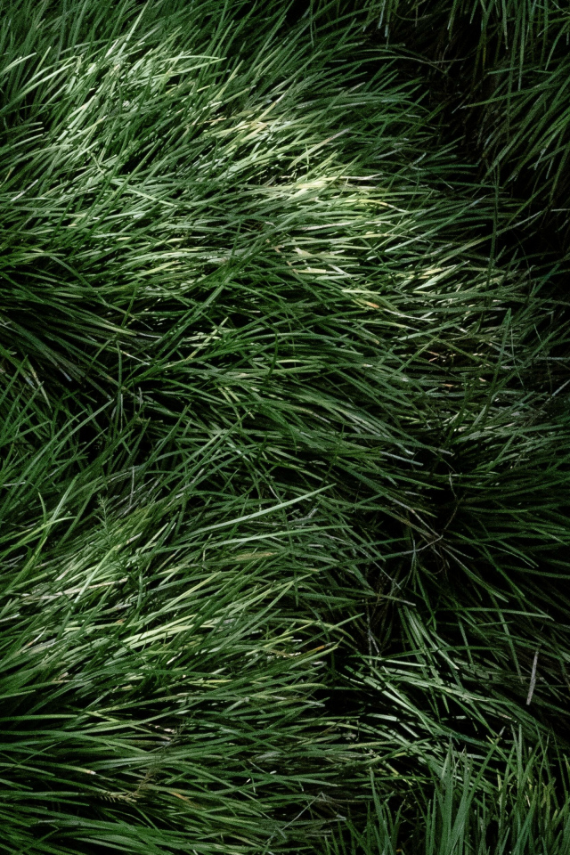 Пушистая зеленая трава крупным планом