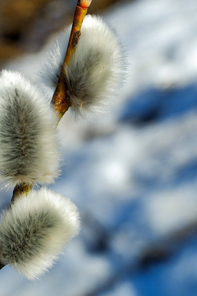 Пушистая веточка вербы крупным планом