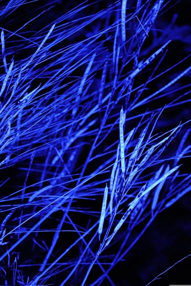 Трава в синем свете ночью 