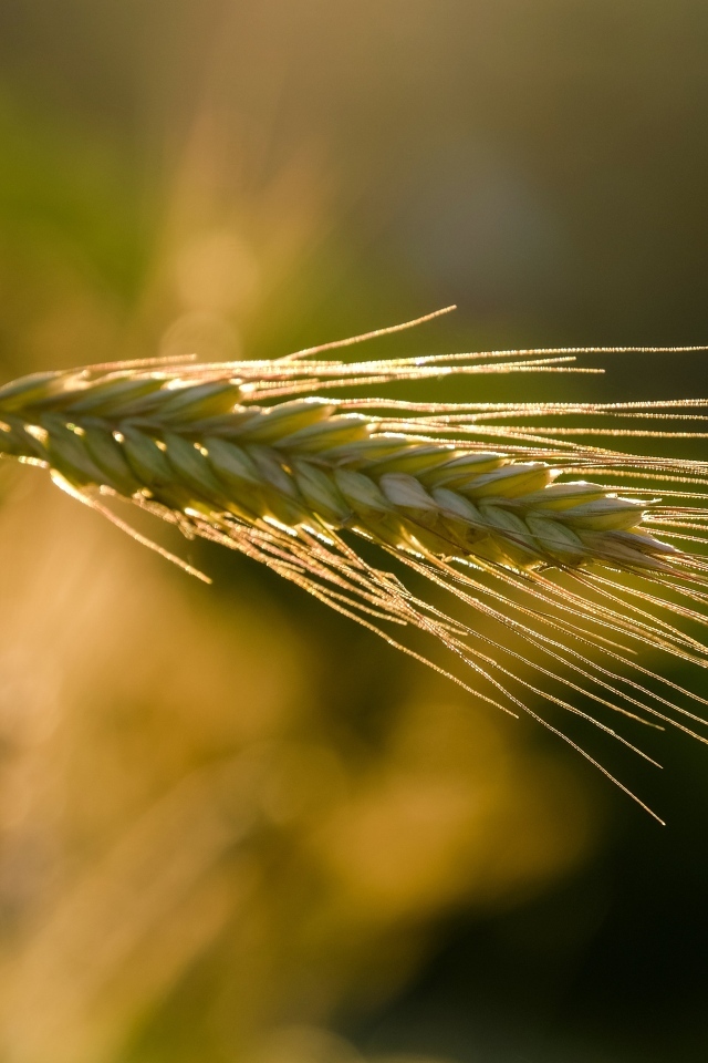 Зеленый колос пшеницы в лучах солнца