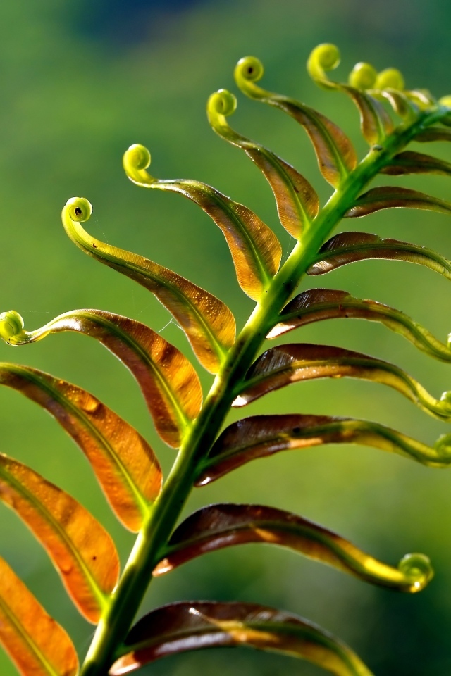 Зеленый лист папоротника крупным планом