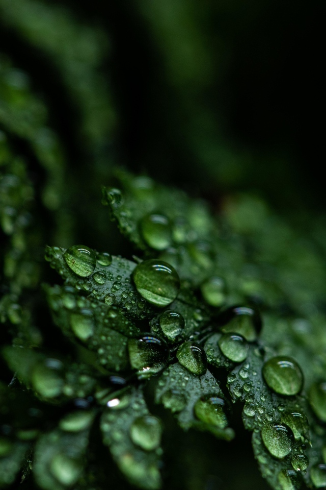 Зеленые листья папоротника в каплях росы крупным планом