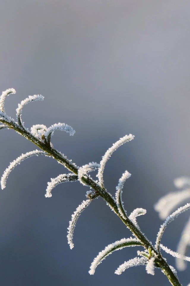 Зеленая трава покрыта инеем крупным планом