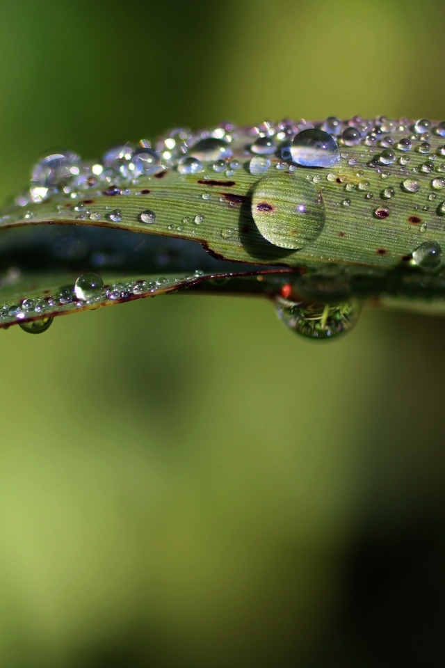 Зеленая трава в каплях дождя