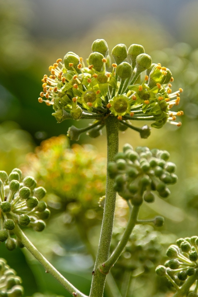 Зеленое растение борщевик