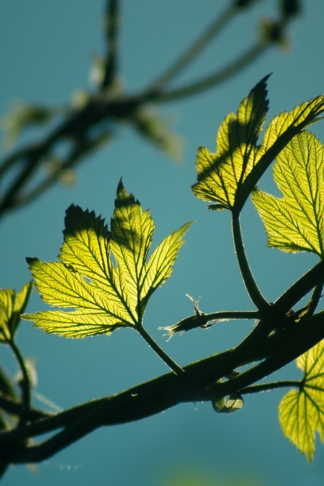 Зеленые листья хмеля в лучах солнца