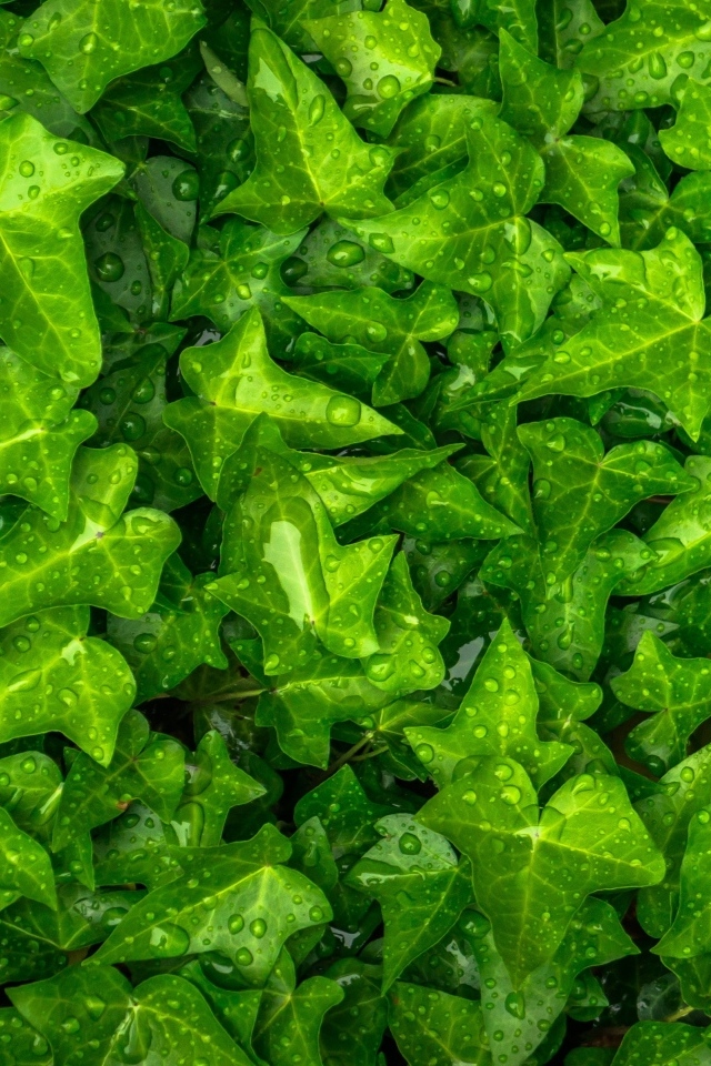 Зеленые листья плюща в каплях воды