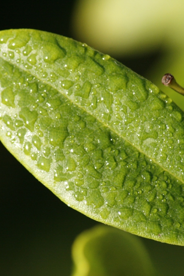 Зеленый лист растения в каплях воды крупным планом