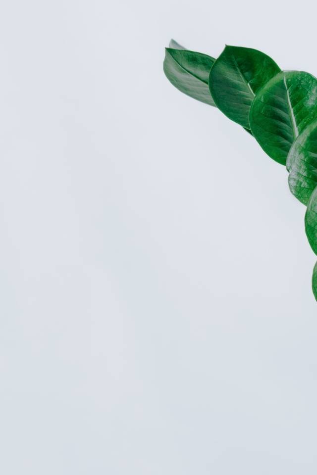 Зеленый лист цветка на сером фоне