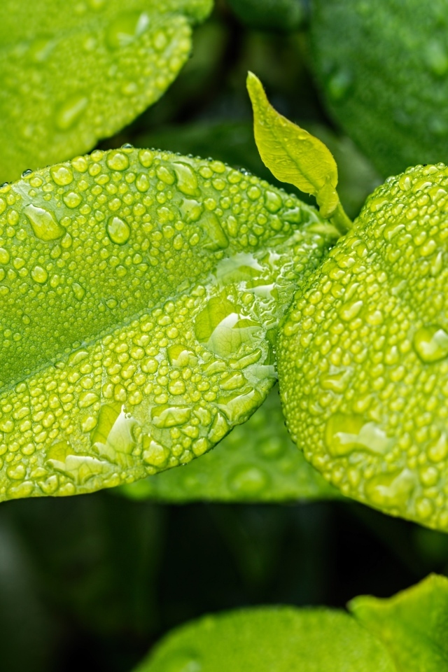 Зеленые листья в каплях дождя