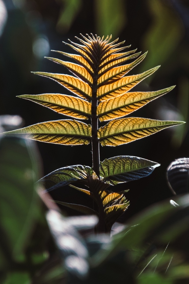 Зеленые листья в лучах солнца 