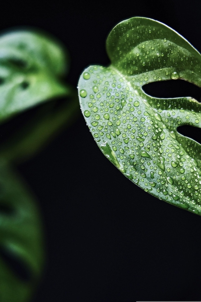 Зеленые листья цветка монстера на черном фоне