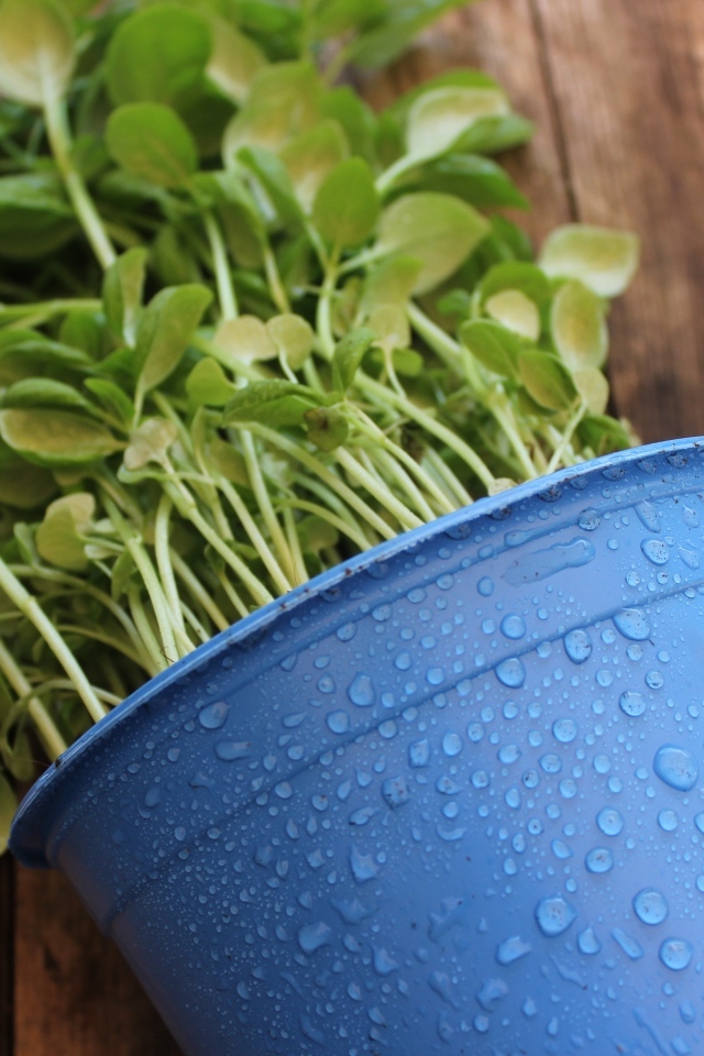 Зеленое растение в голубом горшке