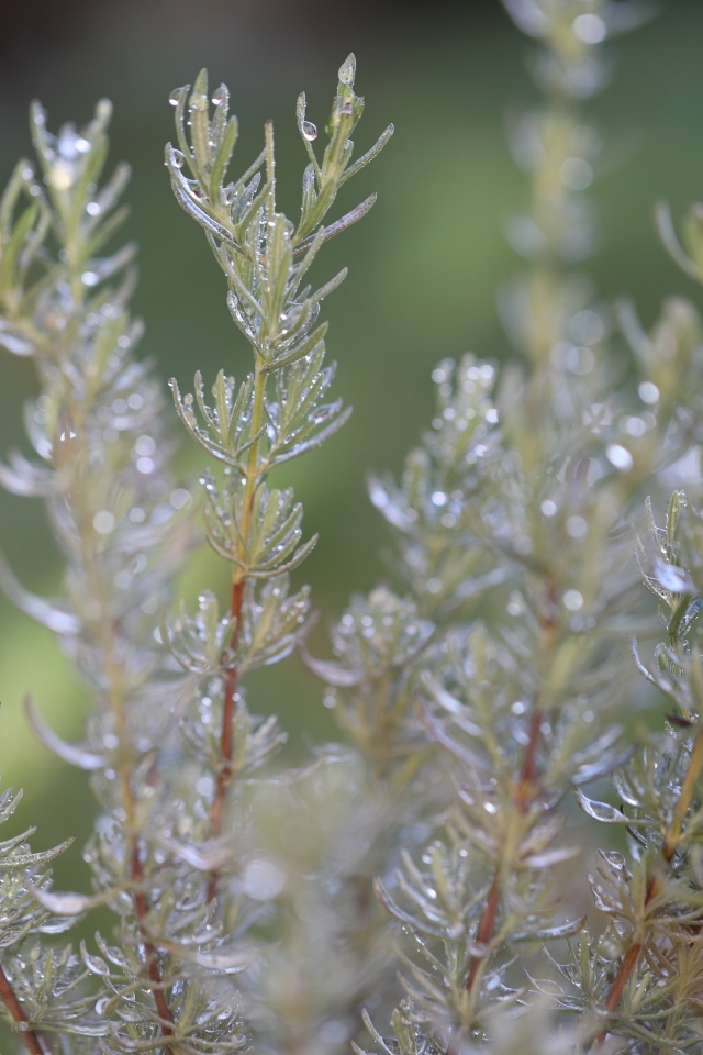 Зеленые листья розмарина в каплях росы