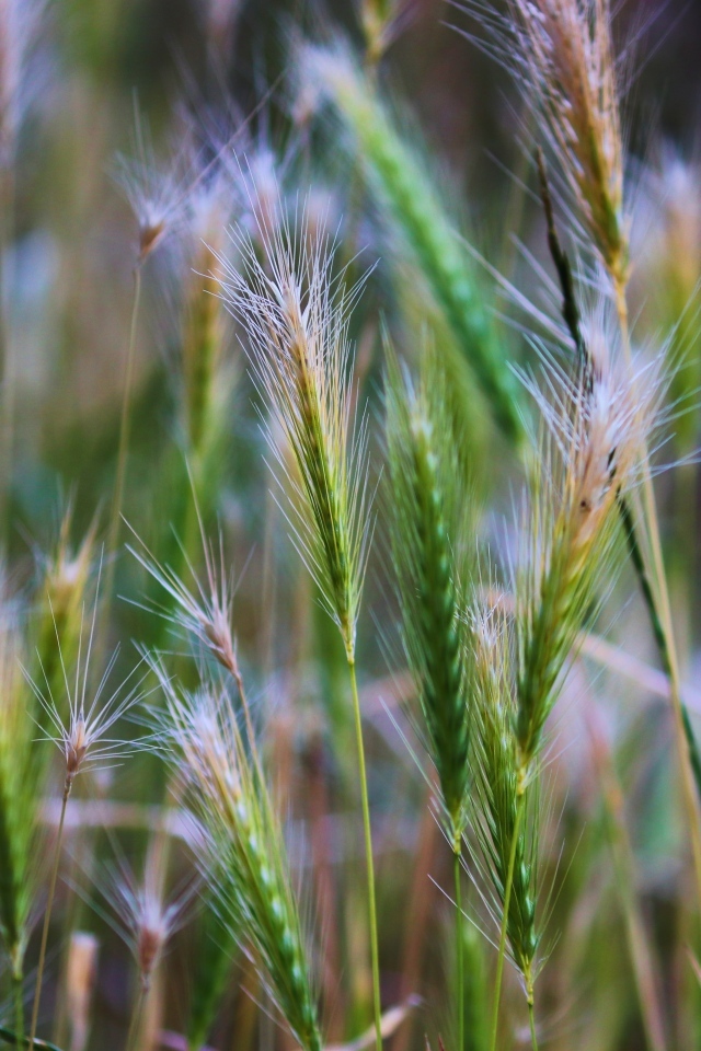 Зеленые колоски крупным планом