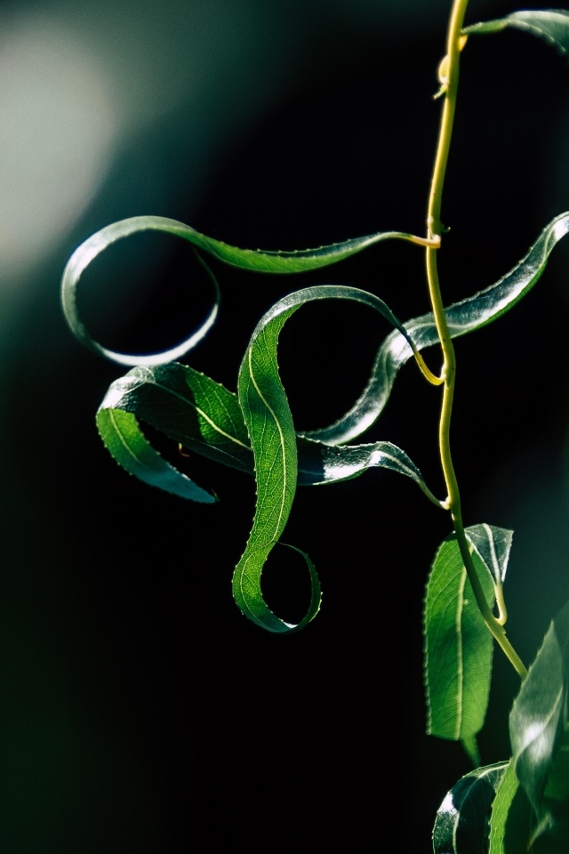 Зеленые листья вербы на тонких ветках