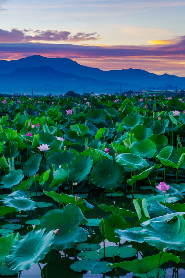 Озеро с цветами лотос  в горах