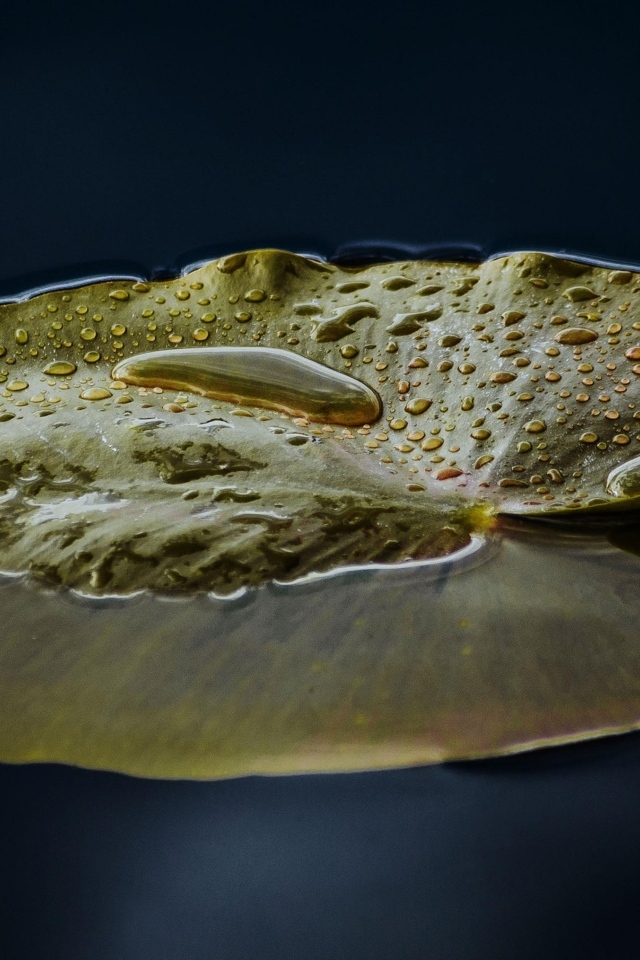 Большой зеленый лист водяной лилии в пруду