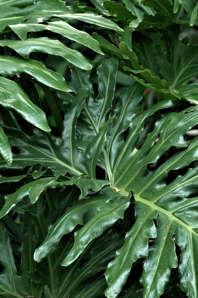 Большие зеленые листья растения филодендрон