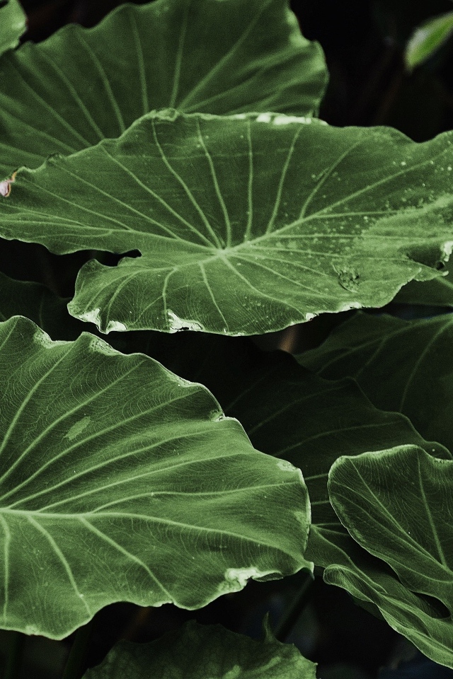 Большие зеленые листья растения крупным планом