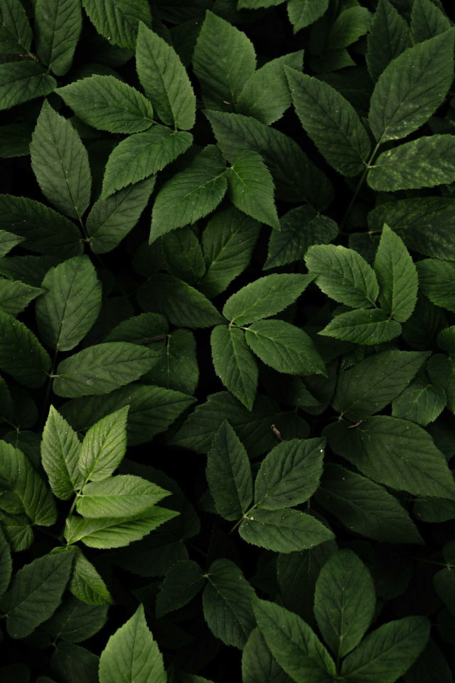 Много зеленых листьев крупным планом