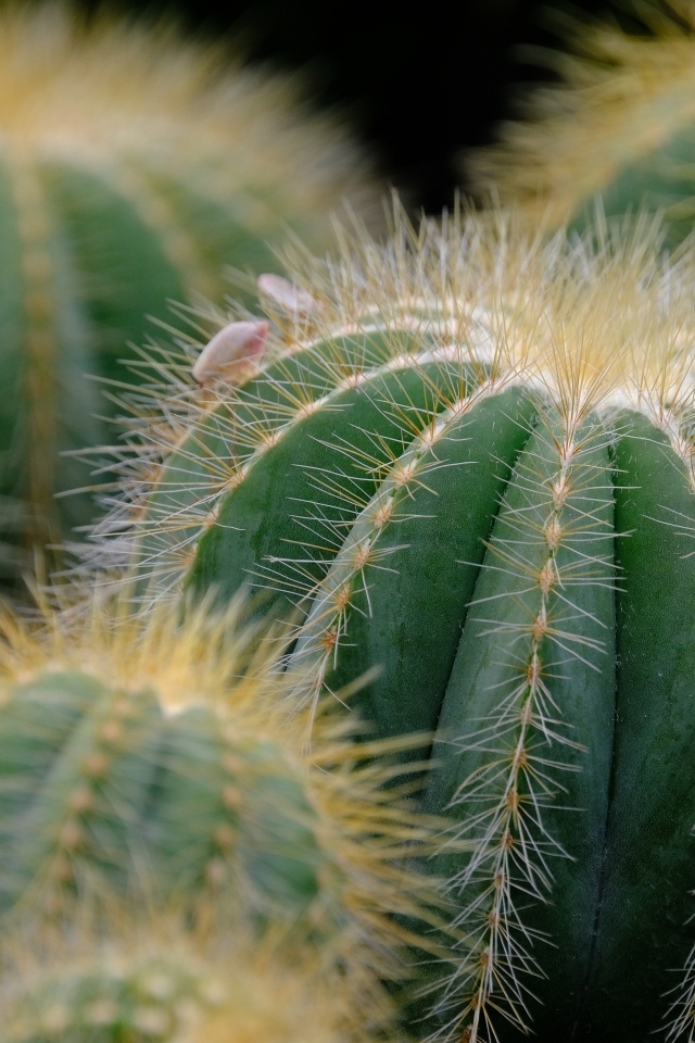 Много зеленых колючих кактусов