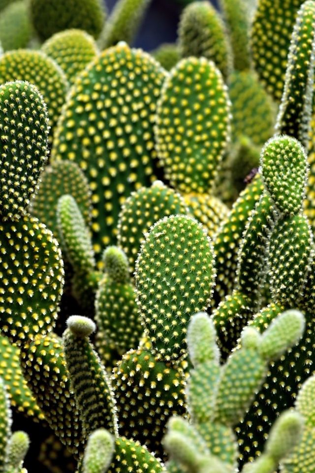 Много колючих тропических кактусов