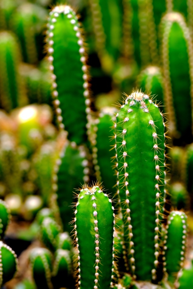 Много колючих зеленых кактусов