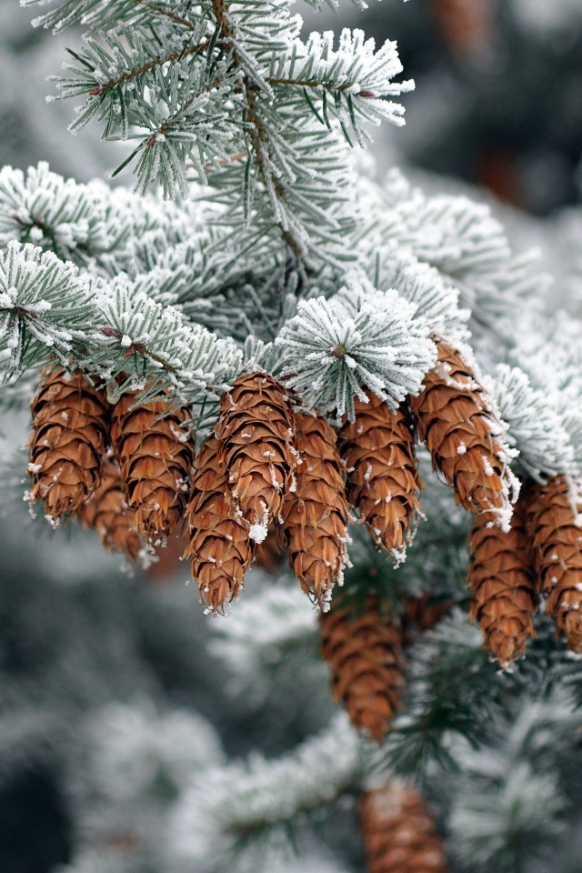 Много шишек на еловой ветке зимой