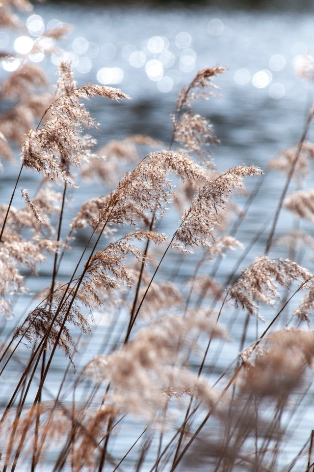 Пампасная трава растет у воды