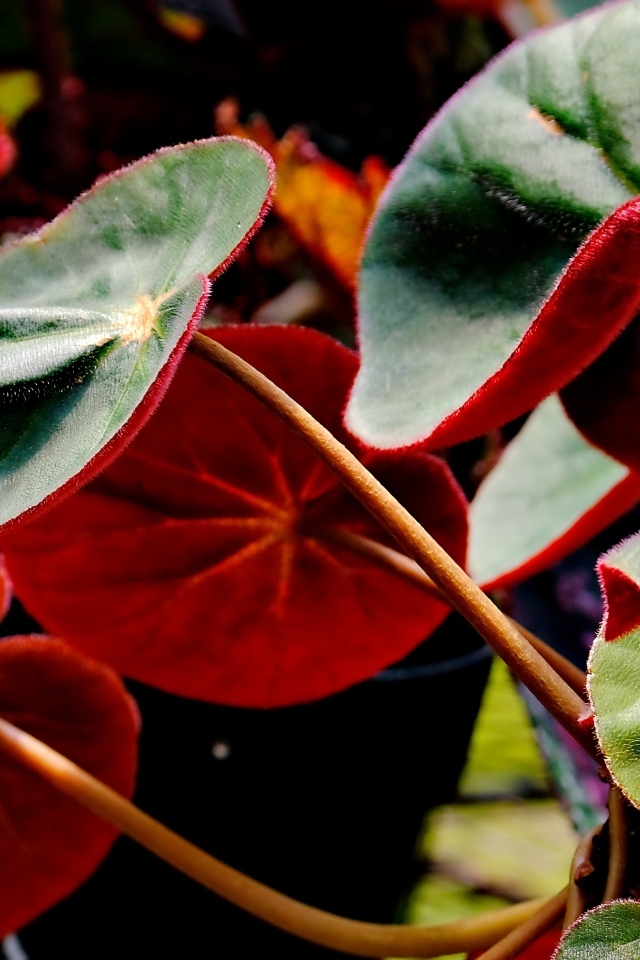 Красные листья бегонии крупным планом
