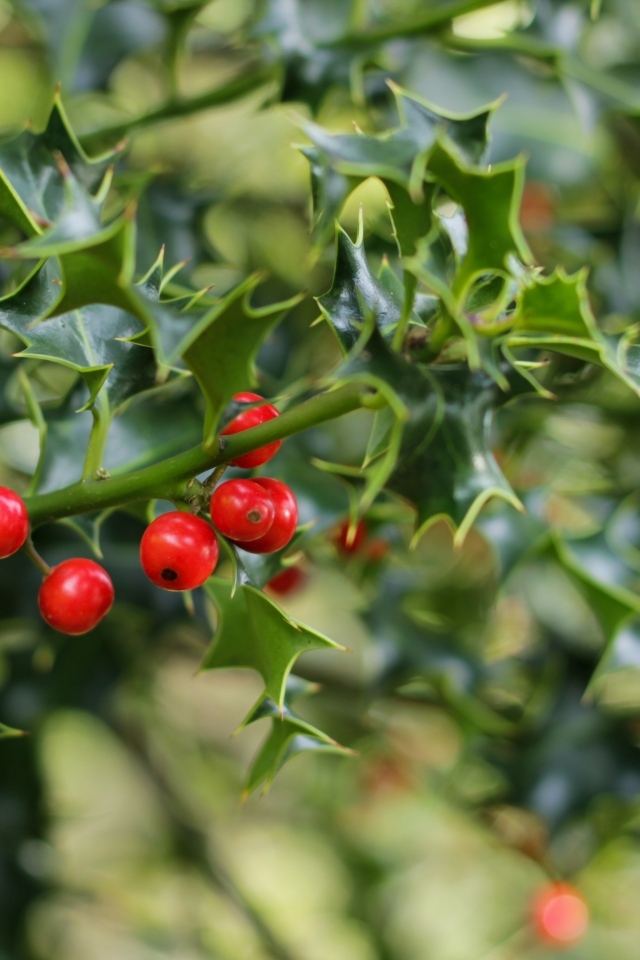 Красные ягоды на ветке с зелеными листьями