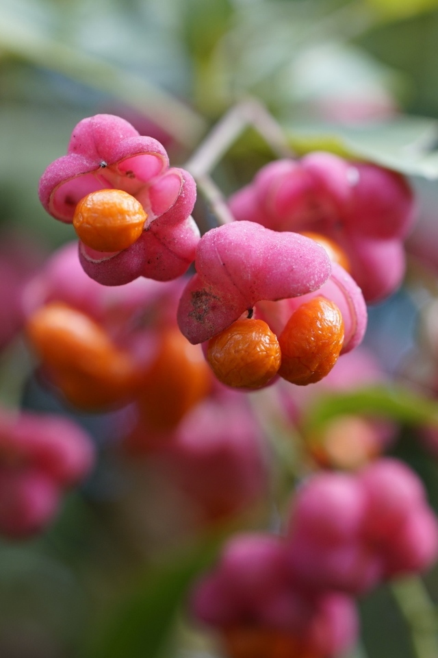 Красные ягоды на кустарнике бересклет
